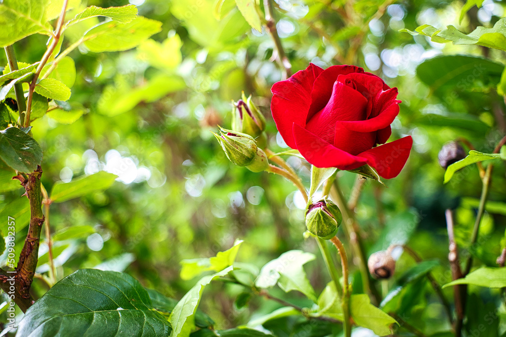 Rose Rose
