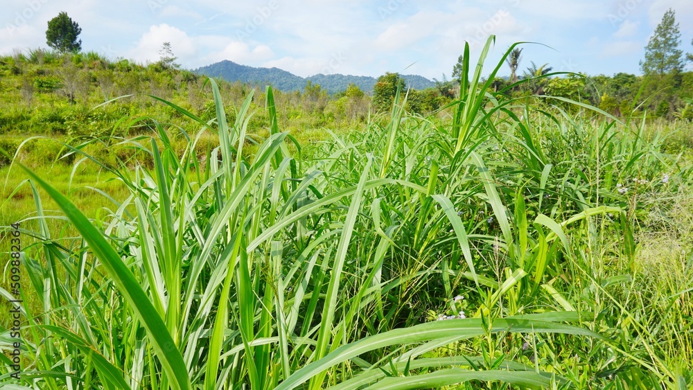 Obraz premium Green grass blowing in the wind in the plantation, so beautiful