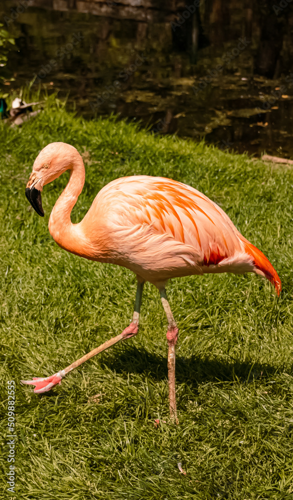 Phoenicopterius, flamingo, walking on the grass on a sunny summer day Phoenicopterius, flamingo, walking on the grass on a sunny summer day