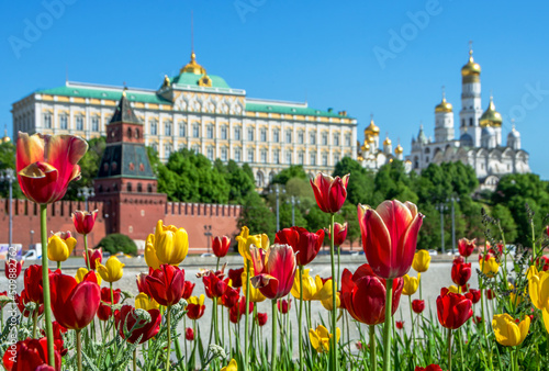 Tulips against the background of the Senate Palace and Moscow Kremlin  Russia. Administration of the President of Russia