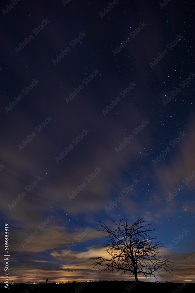 tree with starry sky before dawn