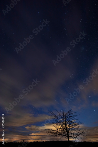tree with starry sky before dawn
