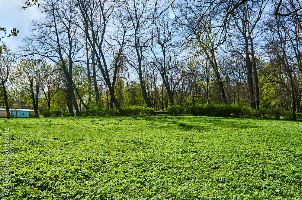 Forest (maple, ash, linden) in Yuri Gagarin Park, Kaliningrad.