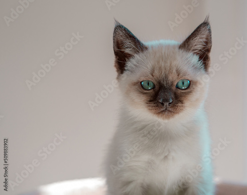 siamese kitten portrait