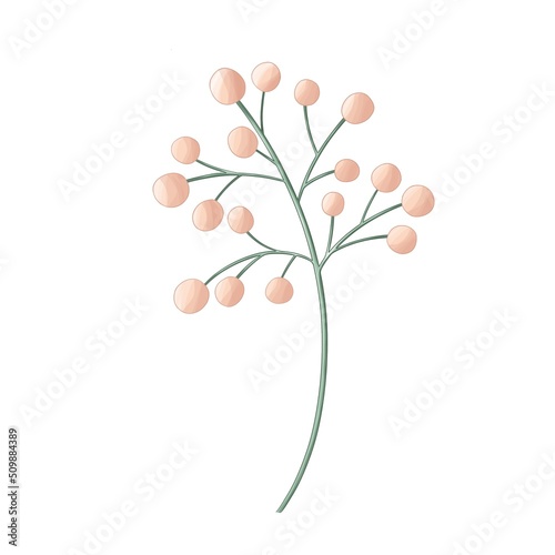 peach color flower branch isolated on white background