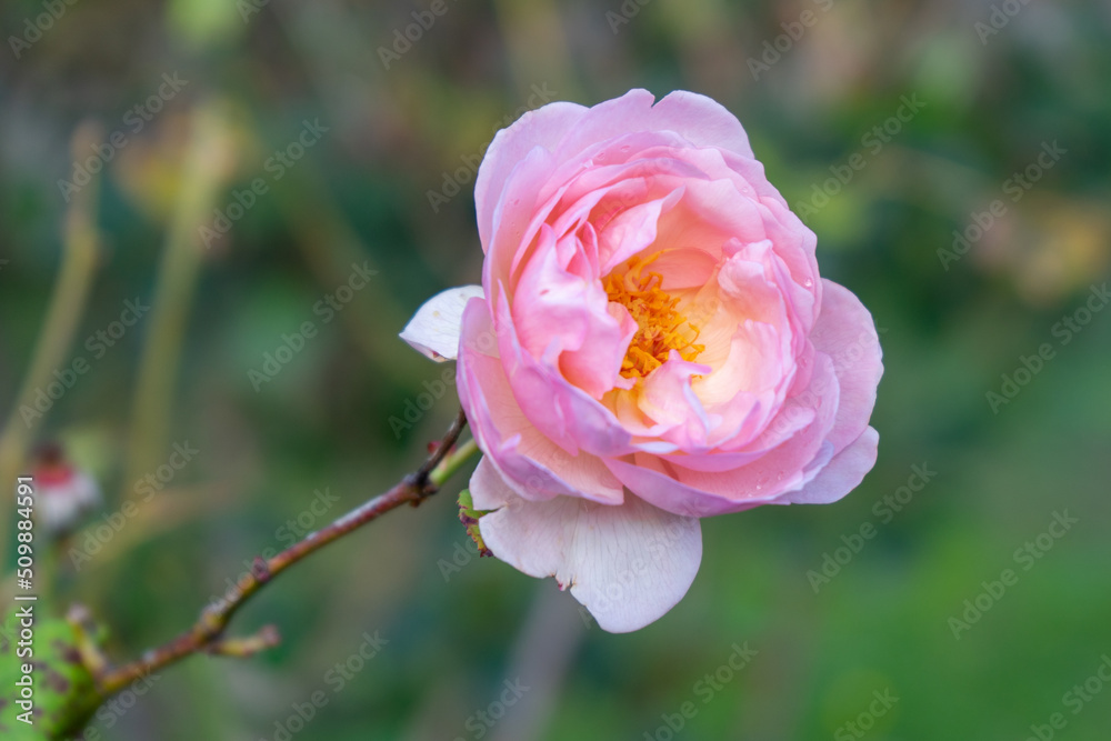 pink rose pink rose