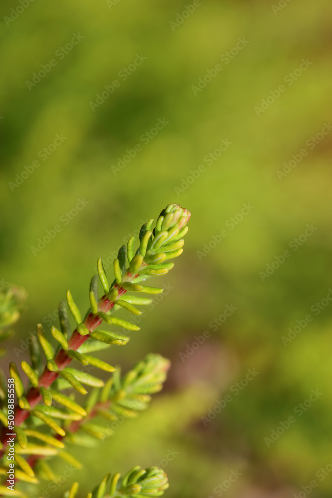 Green leaves close up botanical background erica sativa family ericaceae big size high quality modern print