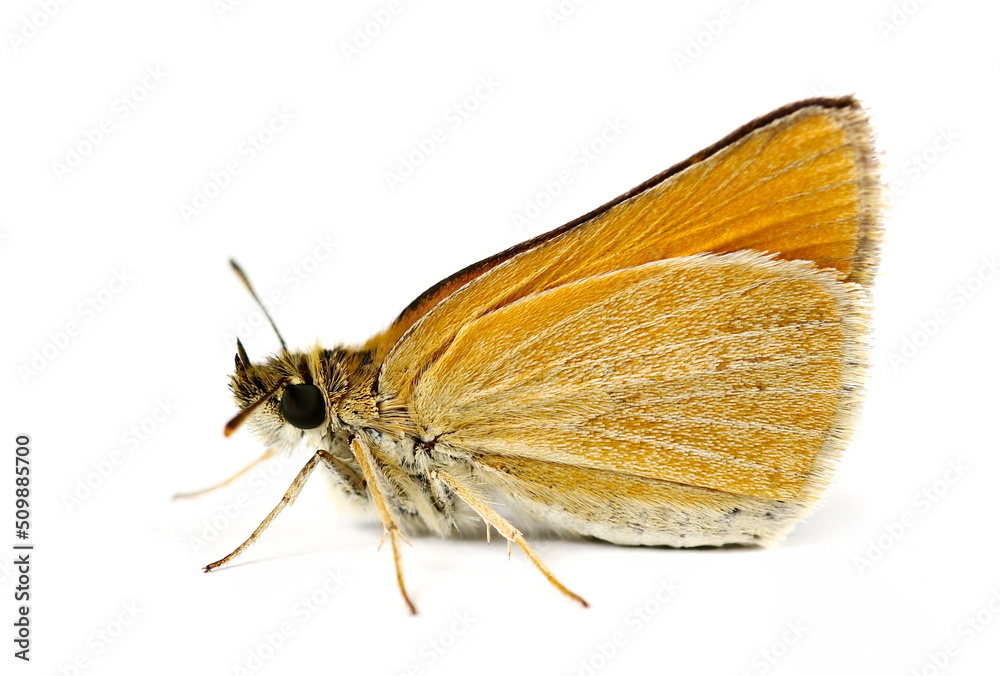 Small skipper, Thymelicus sylvestris isolated on white Small skipper, Thymelicus sylvestris isolated on white