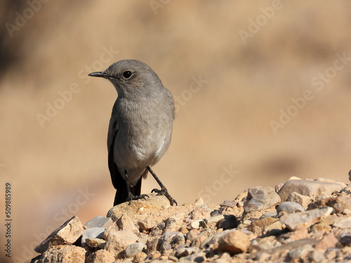 birds in the Desert (arabian national bird)