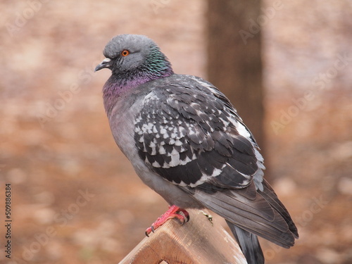 One pigeon is sitting sideways. A wild animal.