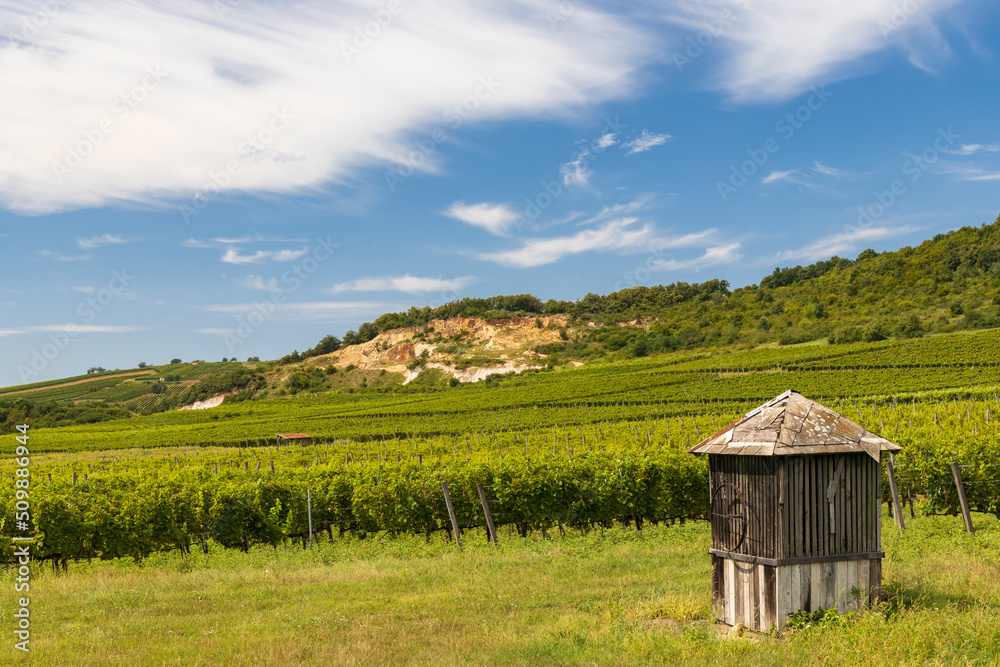 Obraz premium Tokaj landscape with vineyard, Unesco site, Hungary