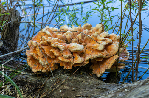 stock fungus on a tree trunk at the sea photo