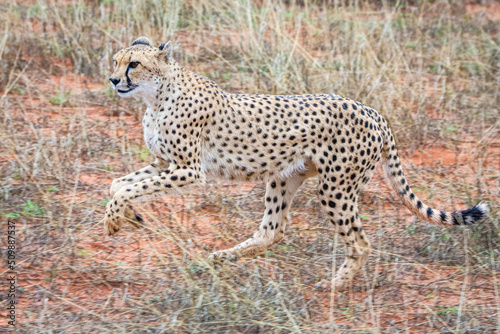 Cheetah, Acinonyx jubatus, in natural habitat, Kalahari Desert, Namibia