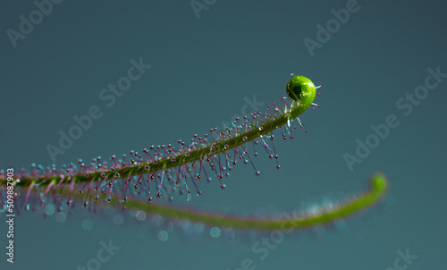 Drosera binata  © Urszula