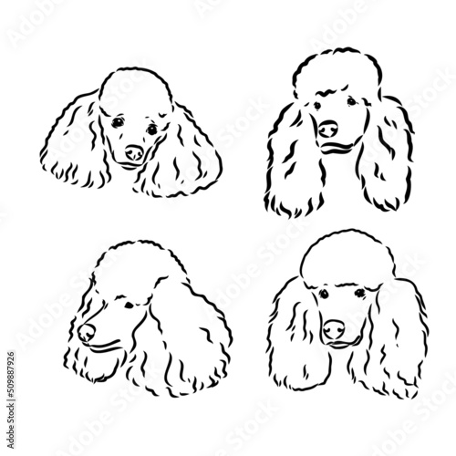 Poodle set. Collection of pedigree dogs. Black white illustration of a classic poodle dog. Vector drawing of a pet. Tattoo.