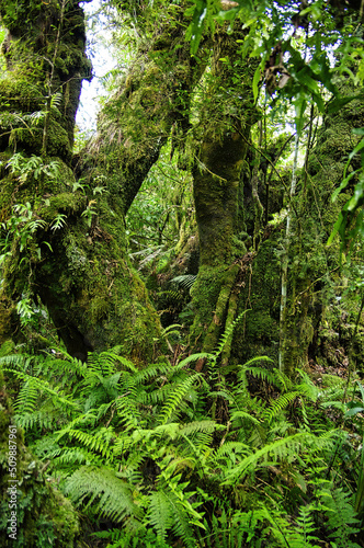 Rainforest with tall ferns and completely moss-covered tree trunks. Tararua Forest Park, Wellington region, North Island, New Zealand 