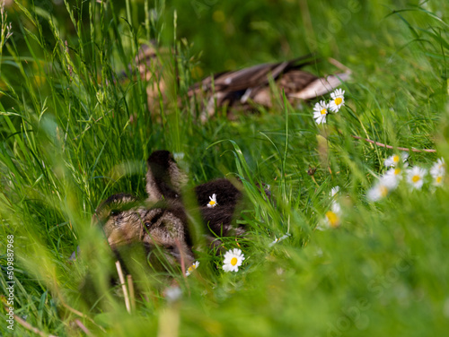 Młode kaczki w trawie w parku Moczydło zlokalizowanym w Warszawie (Polska) © Urszula