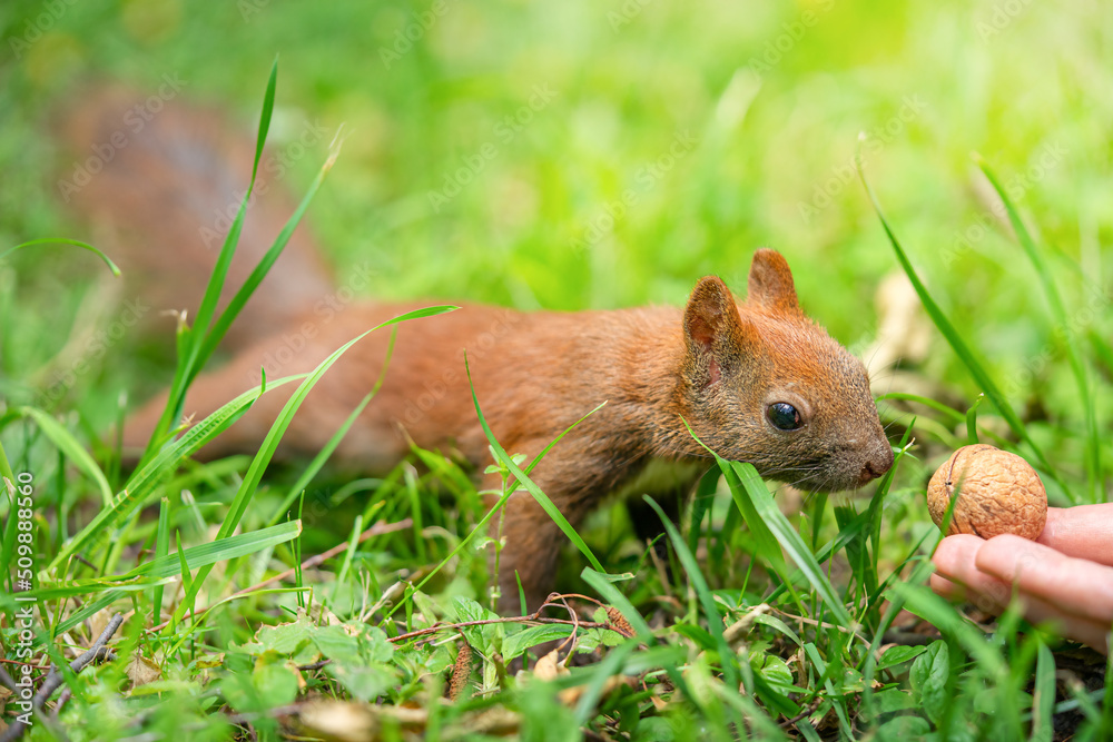 Red squirrel feeding in a wild nature. Red squirrel feeding in a wild nature.