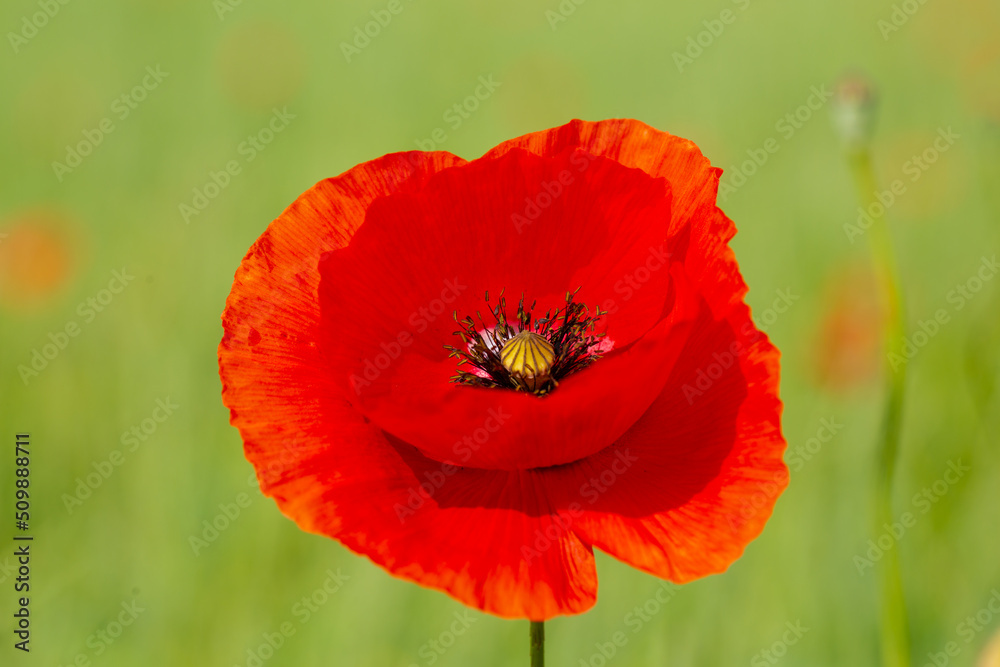 Mohnblumen auf dem Feld, Hintergrund Mohnblumen auf dem Feld, Hintergrund