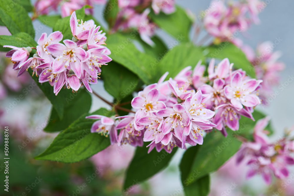 Deutzia hybrida 'Strawberry Fields' plant blooming in June. Close up pink flowers