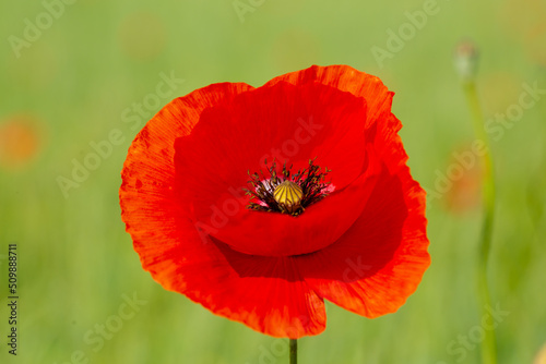 Mohnblumen auf dem Feld, Hintergrund