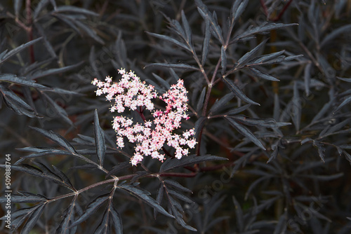 Elder, Sambucus Black Lace with pink flowers and dark foliage. Close up