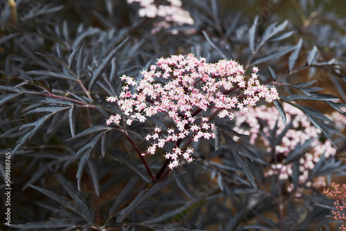 Elder, Sambucus Black Lace with pink flowers and dark foliage. Close up
