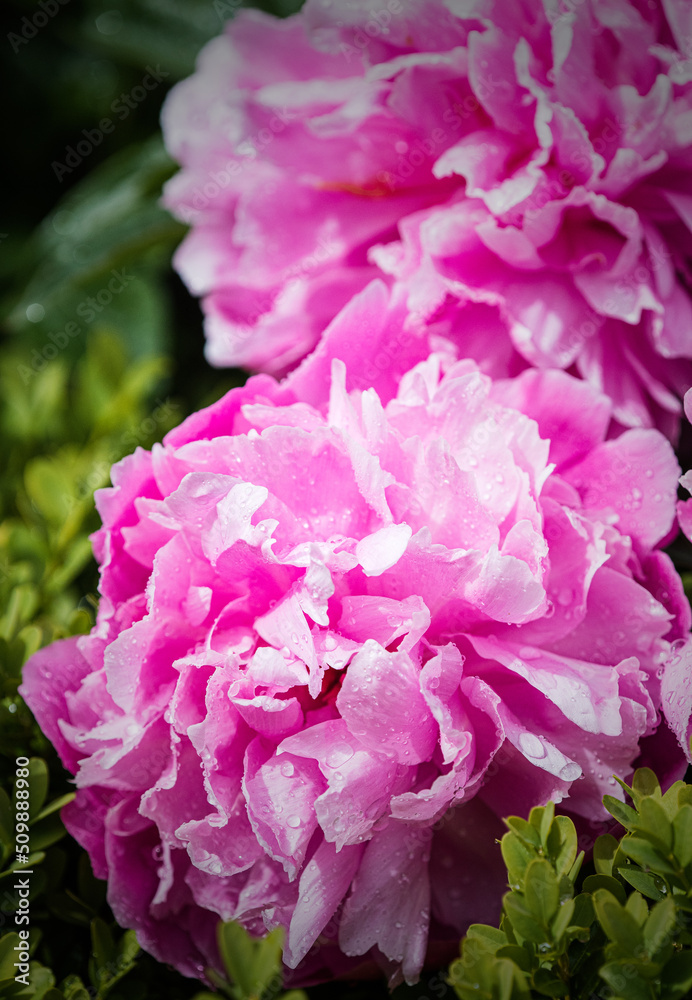 Pink Peonies ( Paeonia ) After A Rain Shower In The Walled Gardens Of Rousham House