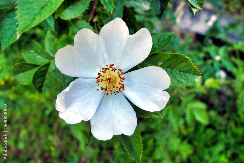Close up of a white Dog Rose (Rosa canina). A vigorous climbing wild rose, known in Shakespeares time as Eglantine
Close up of a white Dog Rose (Rosa canina). A vigorous climbing wild rose, known in Shakespeares time as Eglantine