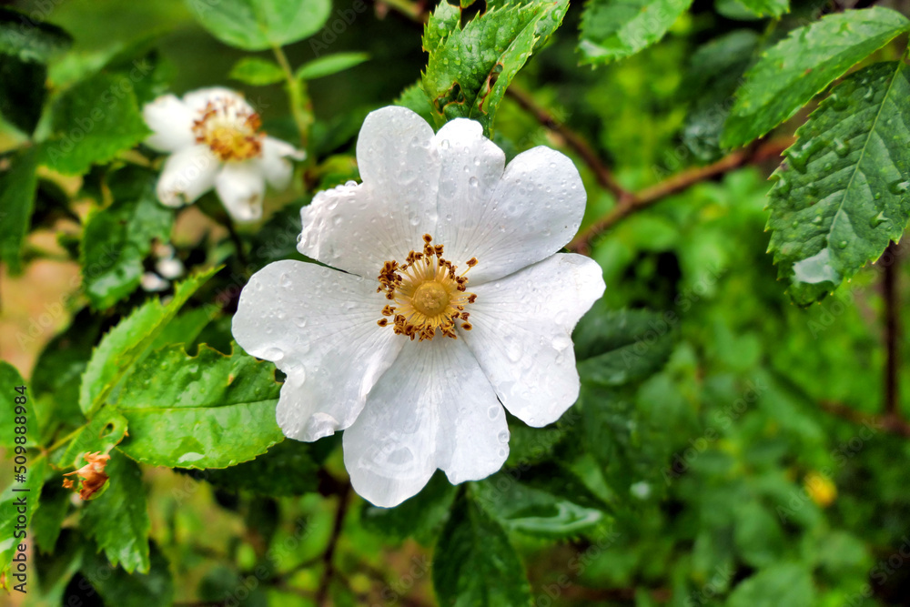 Obraz premium Close up of a white Dog Rose (Rosa canina) covered in raindrops. A vigorous climbing wild rose, known in Shakespeares time as Eglantine 
