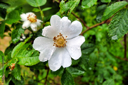 Close up of a white Dog Rose  Rosa canina  covered in raindrops. A vigorous climbing wild rose  known in Shakespeares time as Eglantine  