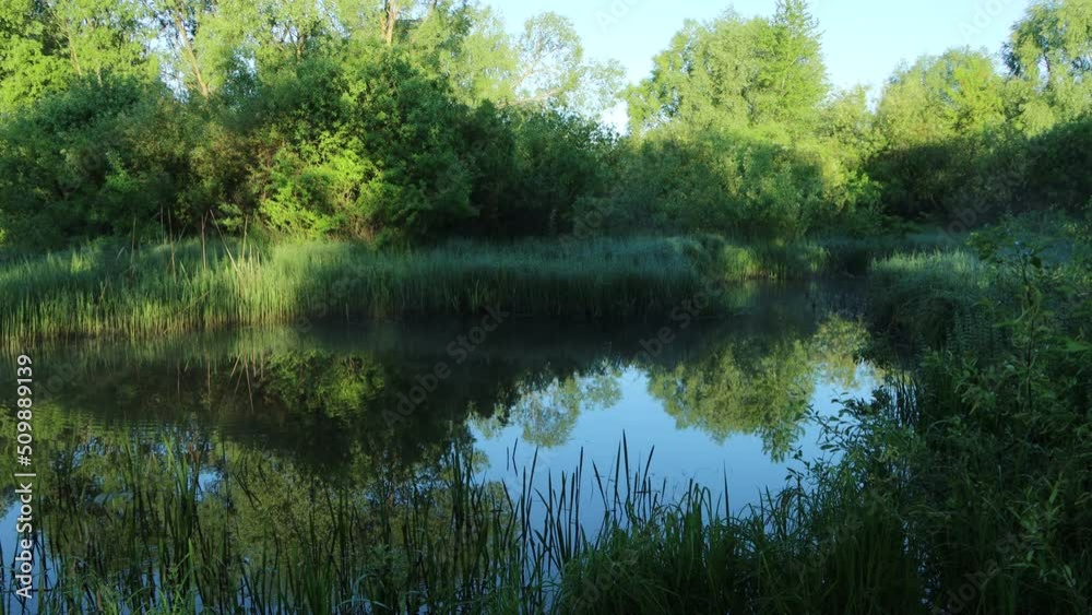 Reflections of young reed leaves in the mirror of the water of the river in the early summer morning Reflections of young reed leaves in the mirror of the water of the river in the early summer morning