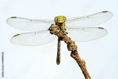 Dragonfly female green snaketail (Ophiogomphus cecilia) photo