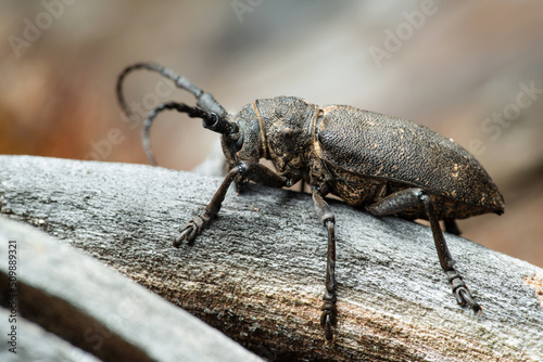 Long-horned weaver beetle