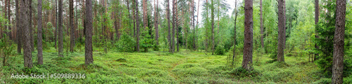 Fototapeta Naklejka Na Ścianę i Meble -  Landscape of Belarus - pine forest