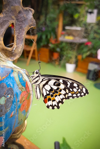 Butterfly papilio demoleus on wooden figurine on green background photo