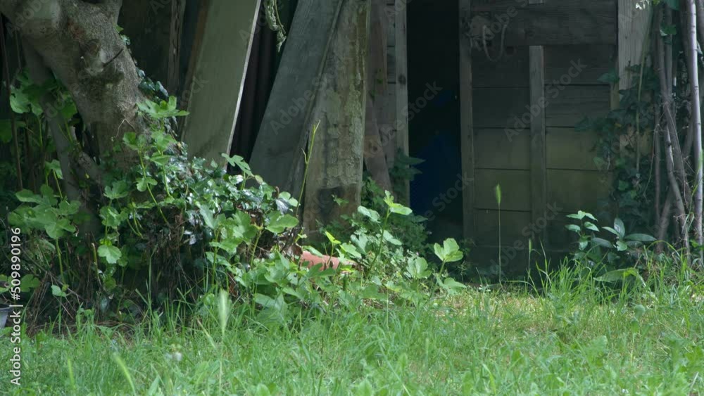 vieux cabanon en bois. cabane de jardin en planche délabré. porte entre ouverte 