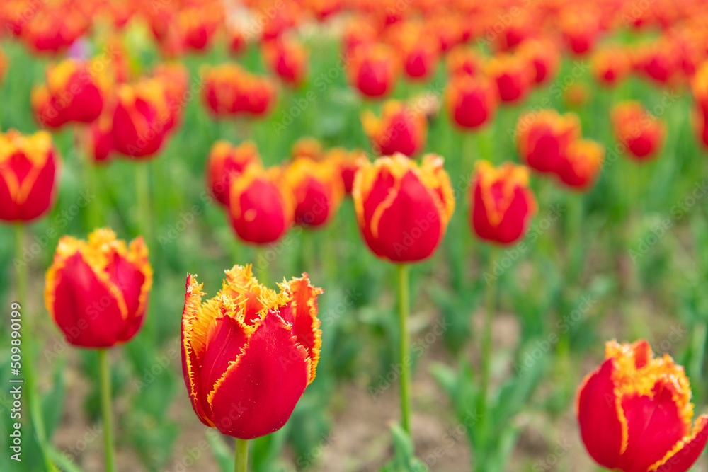 red flowers of fresh tulips in spring red flowers of fresh tulips in spring