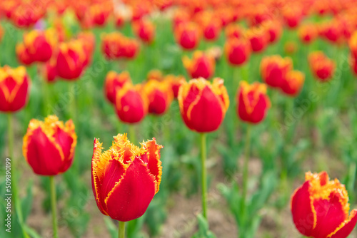 red flowers of fresh tulips in spring