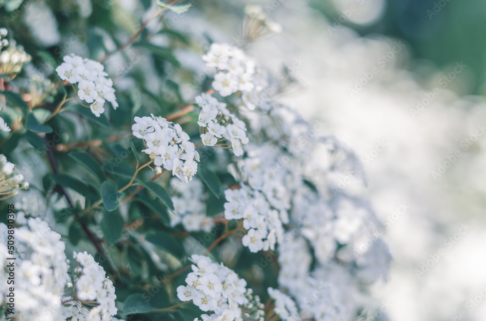 Snowmound in springtime. White flowers of spirea Snowmound in springtime. White flowers of spirea