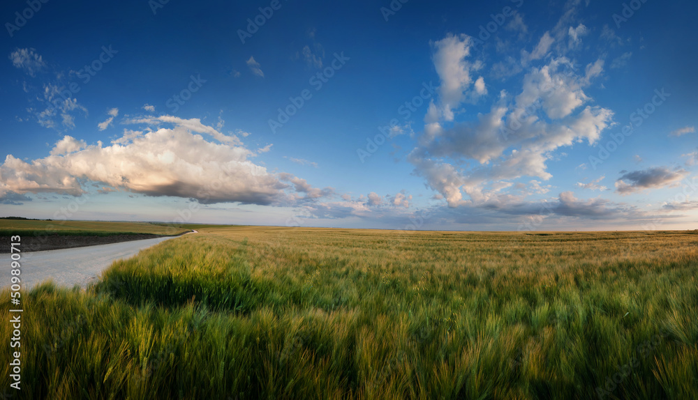 agricultural land with a field of rye in the evening light, blue sky and clouds