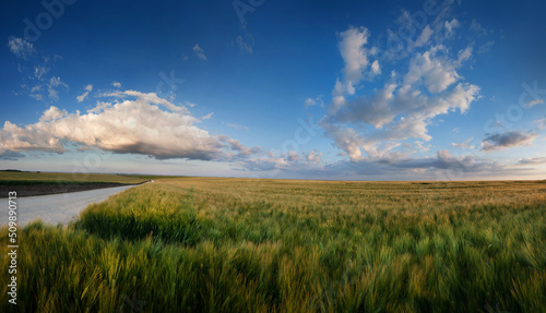 agricultural land with a field of rye in the evening light, blue sky and clouds