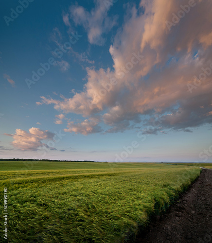 green ears of rye in the field and a beautiful clouds at the evening sky