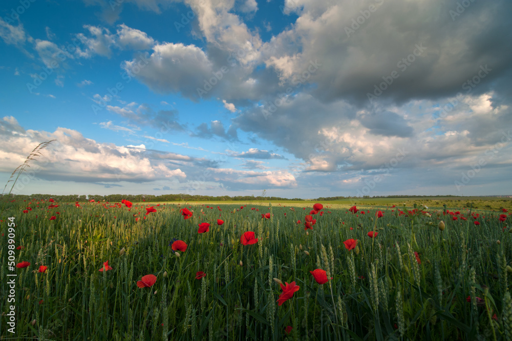 Field with poppies and greene rye spikelets and picturesque blue sky