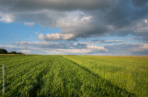 landscape in sunny day with a field of green winter wheat seedlings and cloudly blue sky.