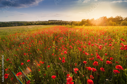 field of red poppies on a background sky at sunset