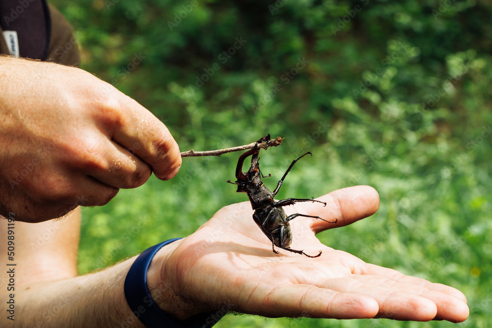 Cropped photo of mans hands touching rare largest species of european ...