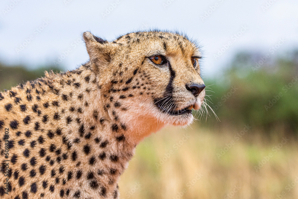 Cheetah, Acinonyx jubatus, in natural habitat, Kalahari Desert, Namibia. Cheetah, Acinonyx jubatus, in natural habitat, Kalahari Desert, Namibia.
