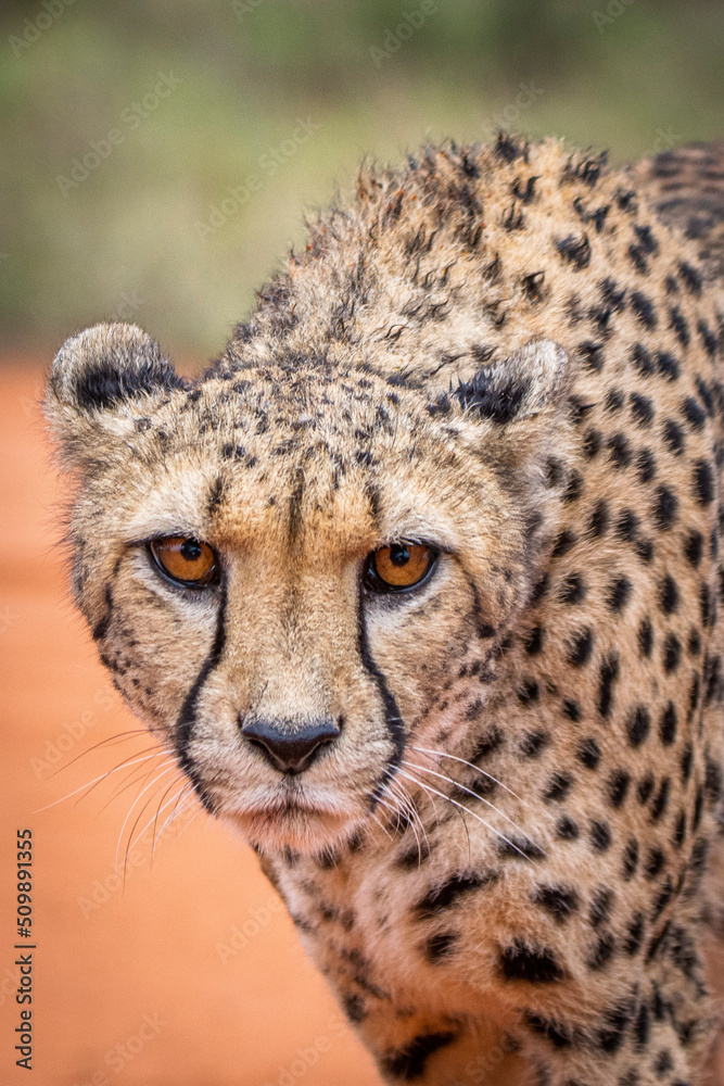 Cheetah, Acinonyx jubatus, in natural habitat, Kalahari Desert, Namibia. Cheetah, Acinonyx jubatus, in natural habitat, Kalahari Desert, Namibia.