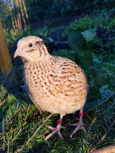 laying quail in species-appropriate husbandry